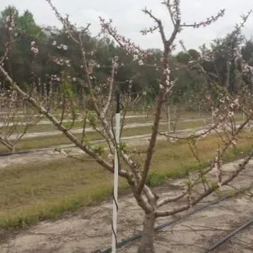 thumbnail for publication: Irrigation Practices for Peaches in Florida